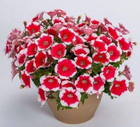 ПЕТУНИЯ CAPELLA CHERRY VANILLA