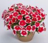 ПЕТУНИЯ CAPELLA CHERRY VANILLA