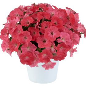 ПЕТУНИЯ CAPELLA CORAL