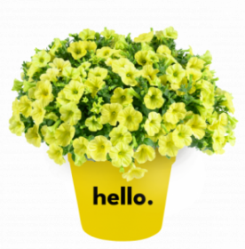 ПЕТУНИЯ CAPELLA HELLO SUNSHINE (Я)