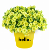 ПЕТУНИЯ CAPELLA HELLO SUNSHINE