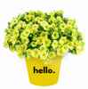 ПЕТУНИЯ CAPELLA HELLO SUNSHINE (Я)