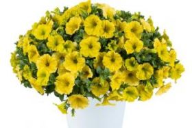 ПЕТУНИЯ CAPELLA HELLO YELLOW (Я)