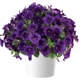 ПЕТУНИЯ CAPELLA INDIGO IMPR