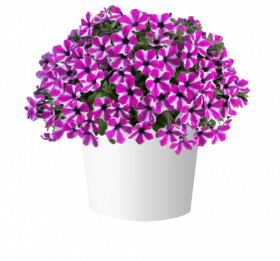 ПЕТУНИЯ CAPELLA MAGENTA DIAMOND