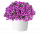 ПЕТУНИЯ CAPELLA MAGENTA DIAMOND