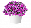 ПЕТУНИЯ CAPELLA MAGENTA DIAMOND