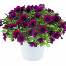 ПЕТУНИЯ CAPELLA MULBERRY