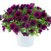 ПЕТУНИЯ CAPELLA MULBERRY (Я)