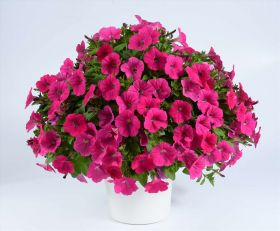 ПЕТУНИЯ CAPELLA NEON PINK (Я)