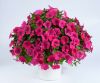 ПЕТУНИЯ CAPELLA NEON PINK