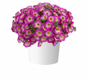 ПЕТУНИЯ CAPELLA PINK MORN