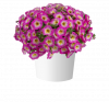 ПЕТУНИЯ CAPELLA PINK MORN