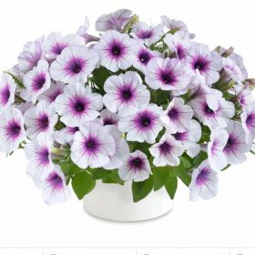 ПЕТУНИЯ CAPELLA PURPLE VEINS