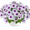 ПЕТУНИЯ CAPELLA PURPLE VEINS