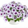 ПЕТУНИЯ CAPELLA PURPLE VEINS (Я)
