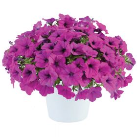 ПЕТУНИЯ CAPELLA PURPLE