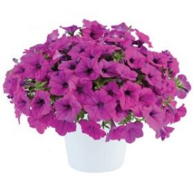 ПЕТУНИЯ CAPELLA PURPLE (Я)