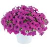 ПЕТУНИЯ CAPELLA PURPLE (Я)