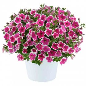 ПЕТУНИЯ CAPELLA RIM FUCHSIA