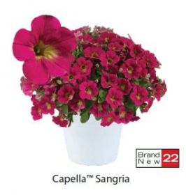 ПЕТУНИЯ CAPELLA SANGRIA (Я)