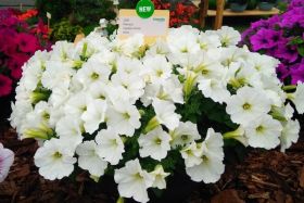 ПЕТУНИЯ CAPELLA WHITE