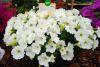 ПЕТУНИЯ CAPELLA WHITE (Я)