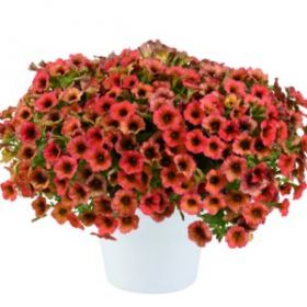 ПЕТУНИЯ CASCADIAS ARIZONA SKY (Я)