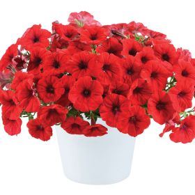 ПЕТУНИЯ CASCADIAS CHILI RED