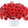 ПЕТУНИЯ CASCADIAS CHILI RED