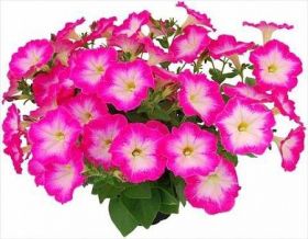 ПЕТУНИЯ CASCADIAS FANTASY HOT PINK