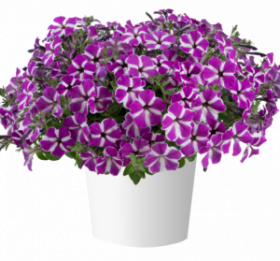 ПЕТУНИЯ CASCADIAS FUCHSIA GEM (Я)