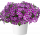 ПЕТУНИЯ CASCADIAS FUCHSIA GEM