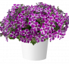 ПЕТУНИЯ CASCADIAS FUCHSIA GEM