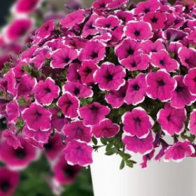 ПЕТУНИЯ CASCADIAS RIM CHERRY IMPR (Я)