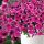 ПЕТУНИЯ CASCADIAS RIM CHERRY IMPR