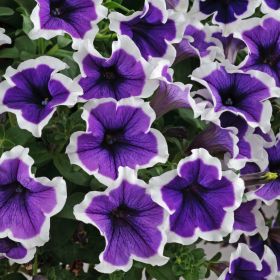 ПЕТУНИЯ CASCADIAS RIM VIOLET IMPR (Я)