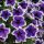 ПЕТУНИЯ CASCADIAS RIM VIOLET IMPR