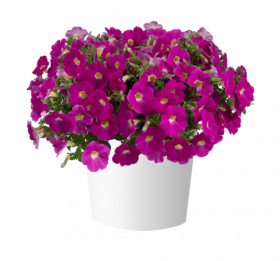 CASCADIAS ROSE