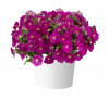 ПЕТУНИЯ CASCADIAS ROSE
