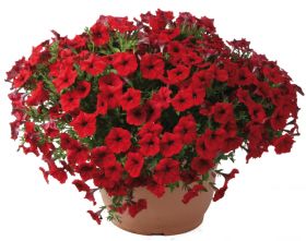 ПЕТУНИЯ LITTLETUNIA BRIGHT RED