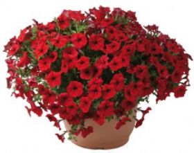 ПЕТУНИЯ LITTLETUNIA BRIGHT RED (Я)