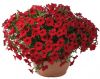 ПЕТУНИЯ LITTLETUNIA BRIGHT RED