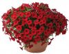 ПЕТУНИЯ LITTLETUNIA BRIGHT RED (Я)