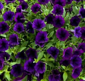 ПЕТУНИЯ LITTLETUNIA PURPLE BLUE