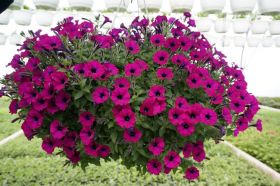 ПЕТУНИЯ LITTLETUNIA SHIRAZ (Я)