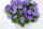 ПЕТУНИЯ RAY CLASSIC BLUE