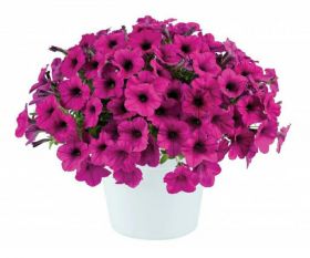 ПЕТУНИЯ RAY FUCHSIA