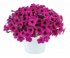 ПЕТУНИЯ RAY FUCHSIA (Я)