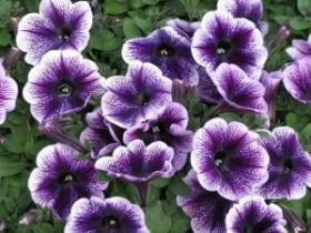 ПЕТУНИЯ RAY PURPLE VEIN (Я)